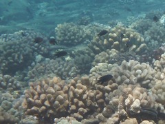 Pycnochromis vanderbilti