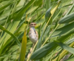 Acrocephalus arundinaceus