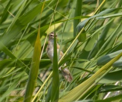 Acrocephalus arundinaceus