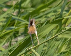 Acrocephalus arundinaceus