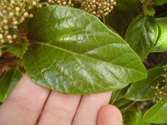 Viburnum japonicum