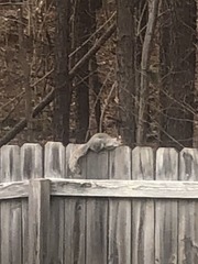 Sciurus carolinensis
