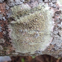 Lecanora symmicta