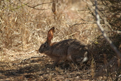 Lepus victoriae