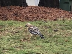 Buteo lineatus