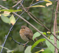 Erithacus rubecula