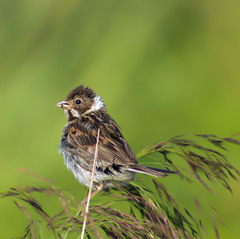 Emberiza schoeniclus