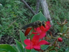Sphex jamaicensis