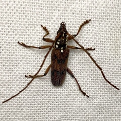 Strongylurus cretifer