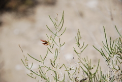 Haloxylon ammodendron