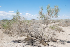 Haloxylon ammodendron