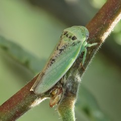 Hamana dictitoria