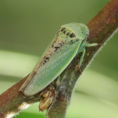 Hamana dictitoria