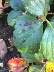 Diplocarpon fragariae