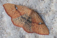 Cyclophora ariadne