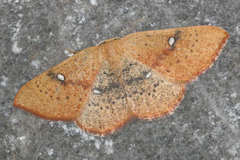 Cyclophora ariadne