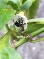 Frieseomelitta paupera