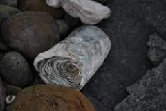 Saccostrea cuccullata