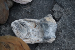 Saccostrea cuccullata