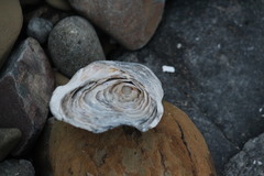 Saccostrea cuccullata