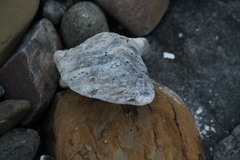 Saccostrea cuccullata