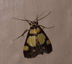 Deuterarcha xanthomela
