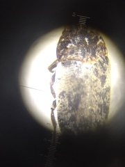 Dermestes