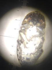 Dermestes