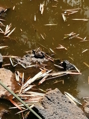 Trachemys venusta venusta