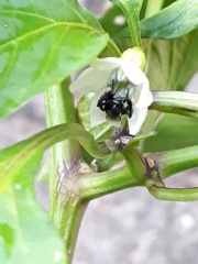 Frieseomelitta paupera