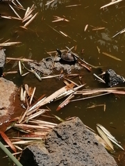 Trachemys venusta venusta