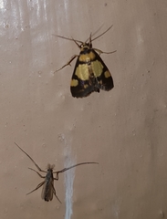 Deuterarcha xanthomela