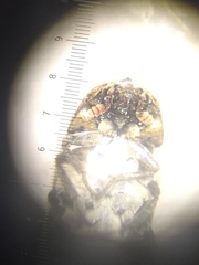 Dermestes
