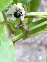 Frieseomelitta paupera