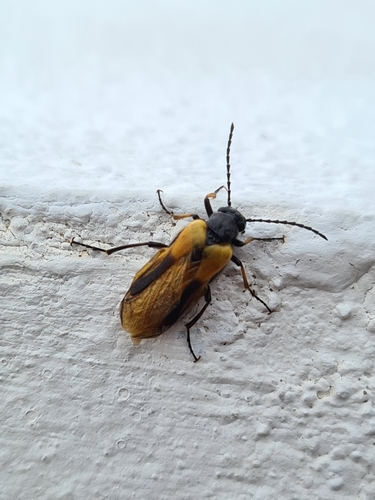 Sitaris solieri