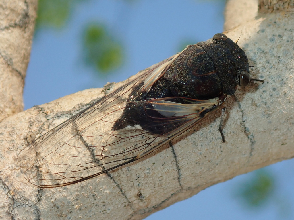 Ariasa albiplica