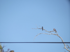 Cuculus clamosus clamosus