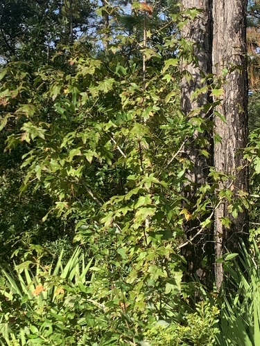 Liquidambar image