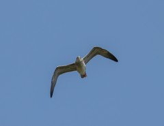 Larus fuscus barabensis