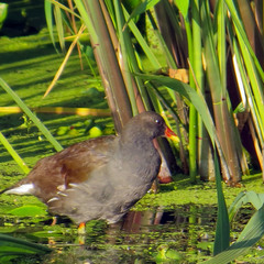 Gallinula chloropus