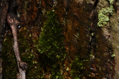 Ptychostomum moravicum