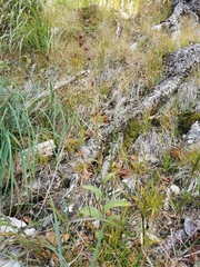 Epipactis atrorubens