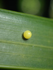 Elymnias hypermnestra