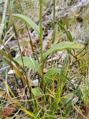 Epipactis atrorubens