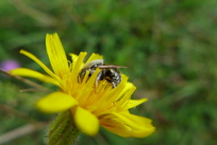 Anthidium punctatum