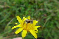 Anthidium punctatum