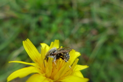 Anthidium punctatum