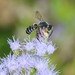 Megachile policaris - Photo (c) leemarlowe, algunos derechos reservados (CC BY-NC), uploaded by leemarlowe