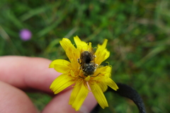 Anthidium punctatum