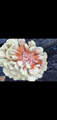 Laetiporaceae